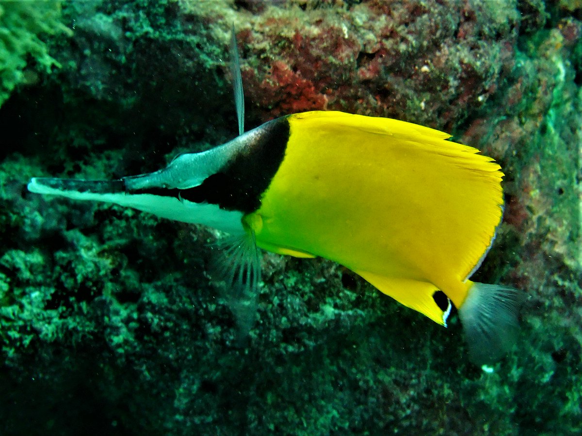 Neildavisons's tweet photo. Longnose #Butterflyfish Forciper flavissimus &amp; #Threadfin Butterflyfish at home on their #reef in the #Mozambique channel, #Madagascar Love #scuba love #scubadiving https://t.co/zcKYa9AwfZ