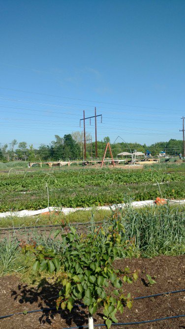 Volunteers supporting youth run farm stands and the farm at Fairfield Middle at Community Food Collaborative today