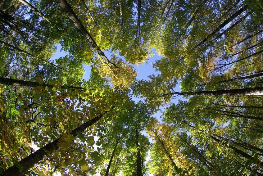Mondialextinct's tweet photo. Le temps du pique-nique en #forêt🌳 approche alors soyez vigilant, rien ne remplace la #prévention ! 🔥
#incendie #protection #securite 
👉 https://t.co/yZcvB9WGNg https://t.co/LSFwYJni7w