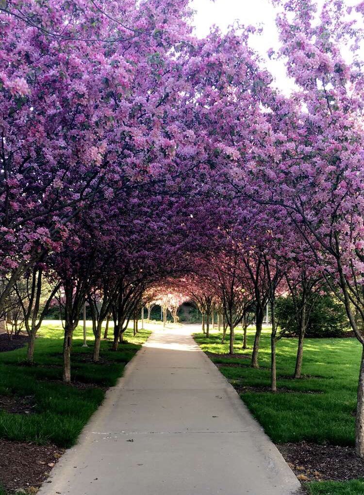 bradley_jamel's tweet photo. @uakron ‘s campus is severely underrated https://t.co/6p1G6OxXkX