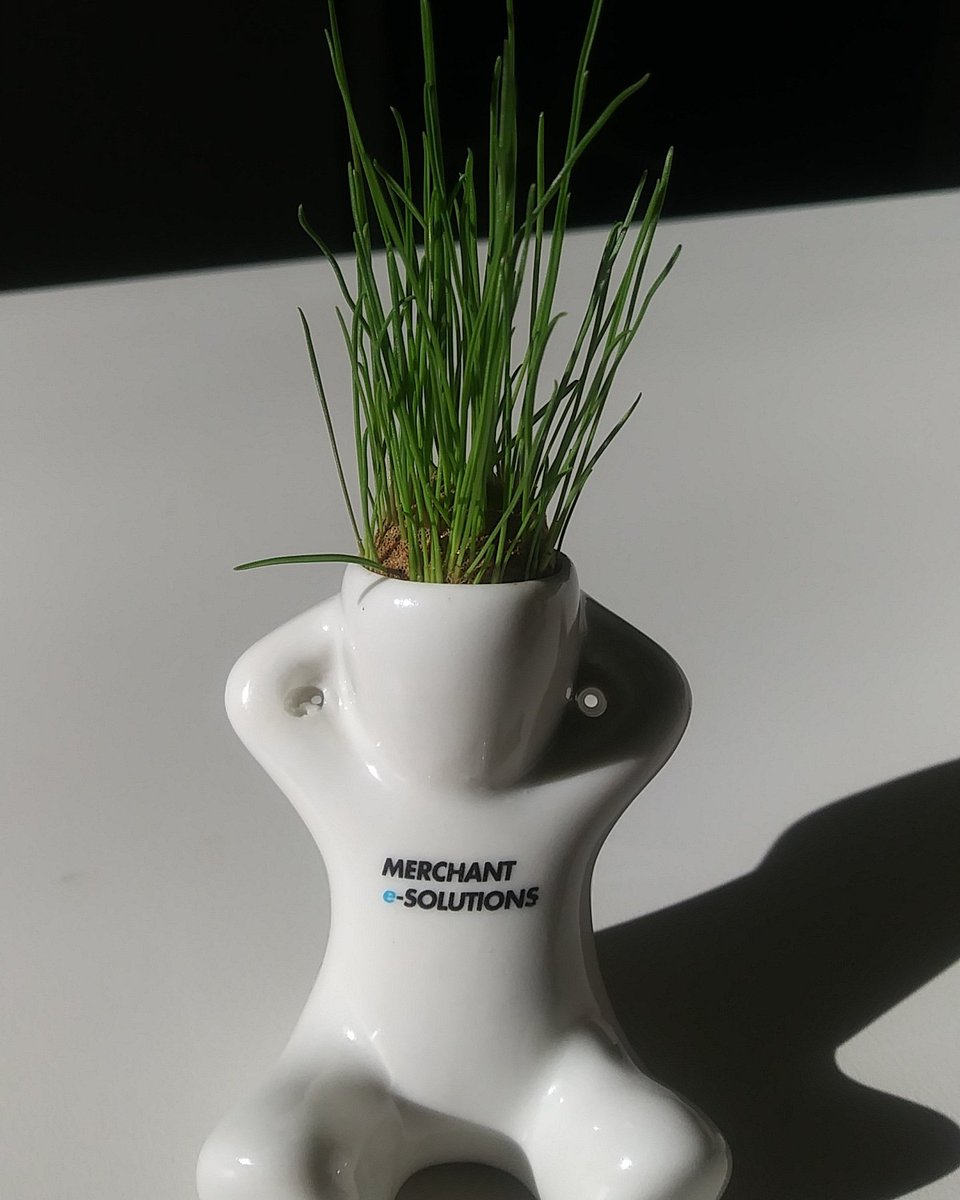 CPboomlove's tweet image. My lil man basking in the morning light! My new desk plant #contentwriter #worklife #midweekgrind