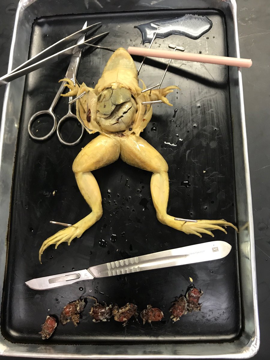 hesterscience's tweet image. This gives a new meaning to that full feeling after thanksgiving dinner!! This frog ate 7 June bugs whole! Check out the size of the stomach!! Talk about stress eating!!