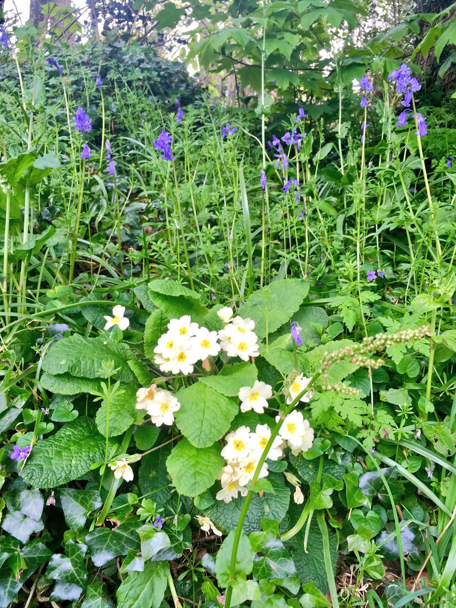 Goodfooddrink's tweet photo. Beautiful stroll through @SWCornwallNT enjoying the #beauty of nature #Penrose #Porthleven π #Cornwall @ILoveCornwallUK #CornishSpringTime #Bluebells #Primroses https://t.co/oDdiGa9LHx