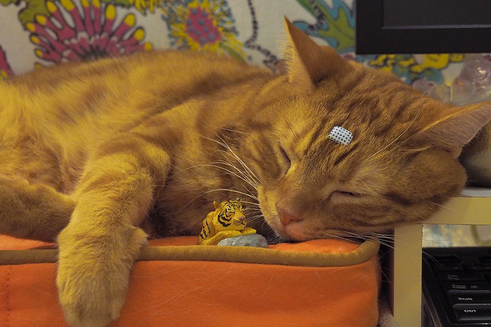 lamuncats's tweet photo. Good night Zzz😴
#貓 #萌 #可愛 #療癒 #貓星人 #寵物 #lamuncats #lamun #migoo #caboo #cat #cute #funny #sweet #life #sweetcat #funnycat #happycat #cutecat #Neko #chat #gato #catloversclub #catsjapan #Cachapon #ガシャポン #溫泉動物 #aoshima #温泉アニマル #湯っくりしよ https://t.co/T6X5rHhgG0