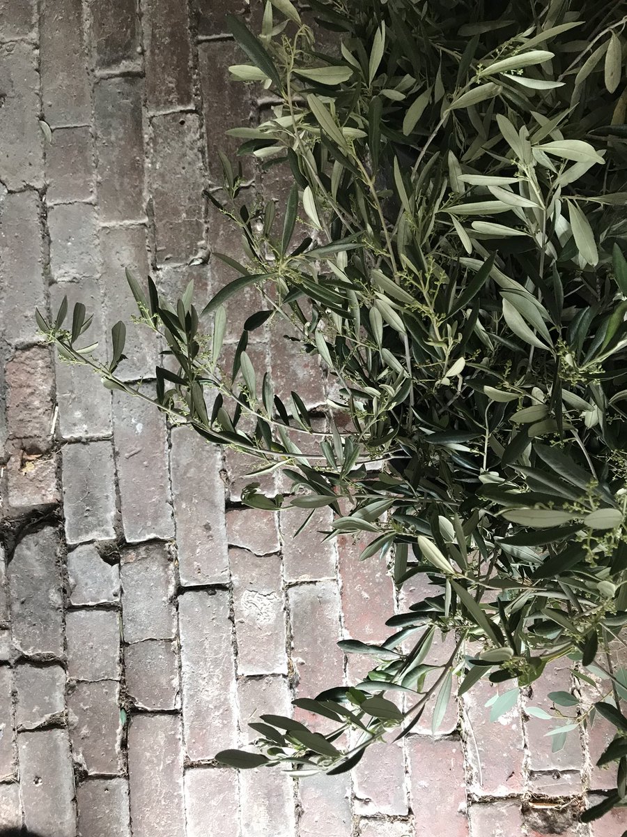 Olive is the foliage of choice this weekend 🕊