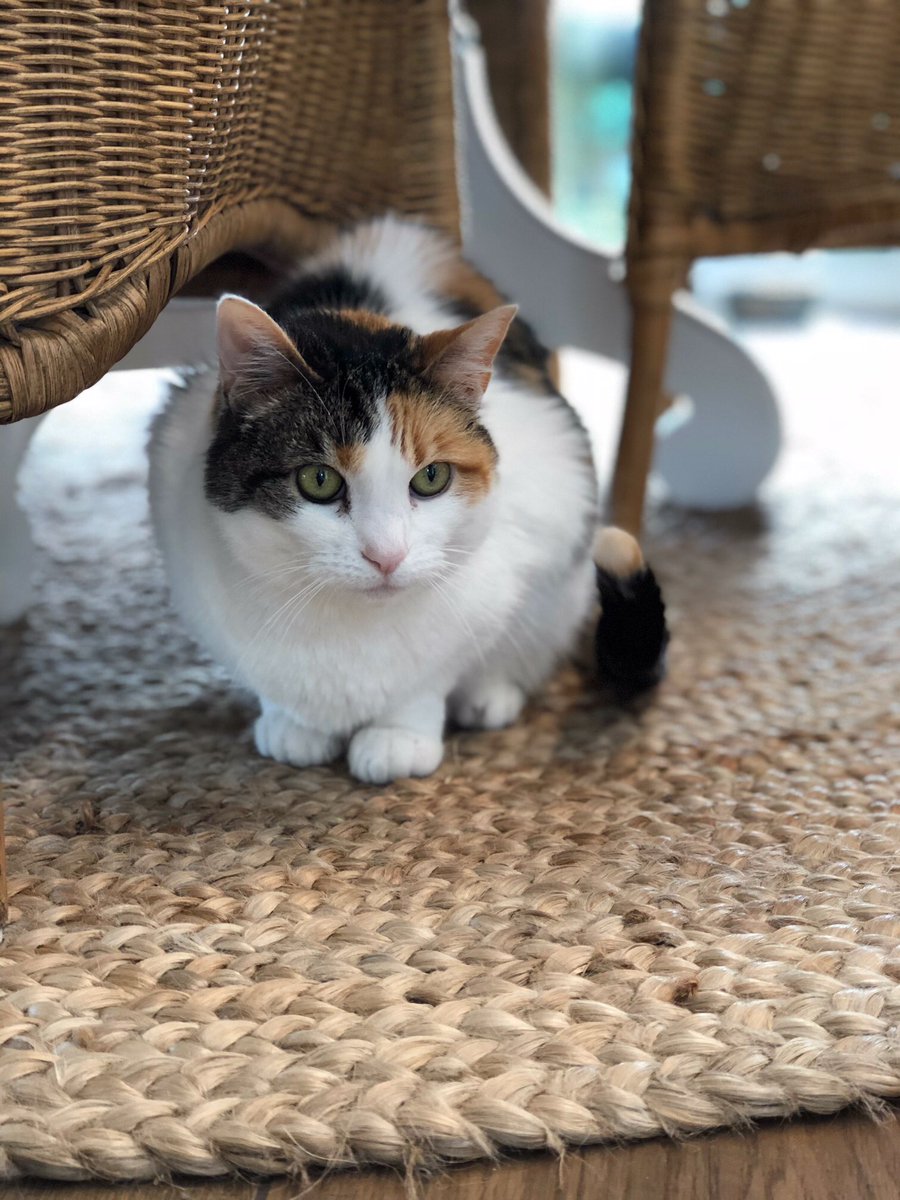 GingerHobbes's tweet photo. Nothing like a little Calicotude first thing in the morning😼

#Calicotude #IfYouHaveACalicoYouGetIt #Chloe #Princess @catsofinstagram https://t.co/ae1rBGyKup