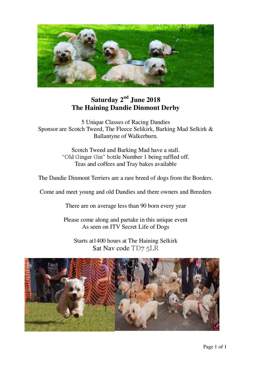 Dandie Derby @HainingSelkirk Rare breed of Dog from the Borders. as seen on ITV Secret Life of Dogs, over 50 Dandies & owners @AbbotsfordScott @LiveBorders @bordersevent @The_Fleece1 @beverleycuddy @theweepaper please RT  All money raised goes to @HainingSelkirk #VulnerableBreeds