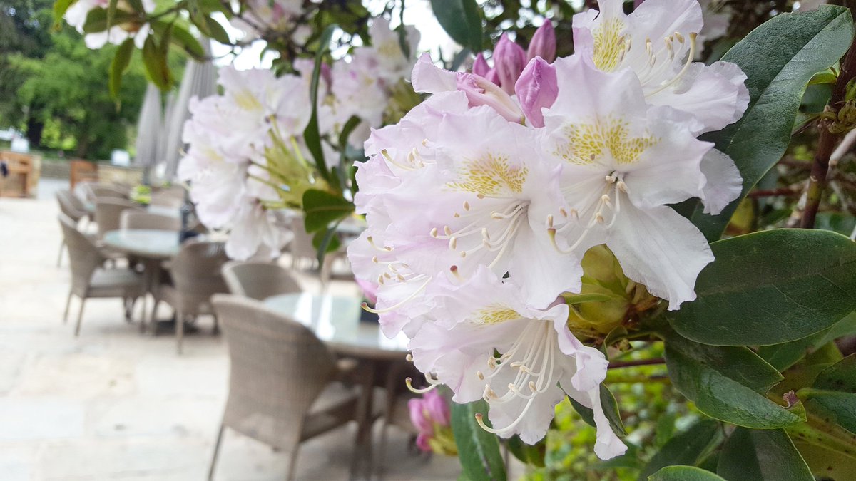 Our beautiful Rhododendron overlooking the patio 🌸 #flower #patio #outside #floral #blossom #summer #rhododendron #eatingoutside #food #drinks #drinkswithfriends