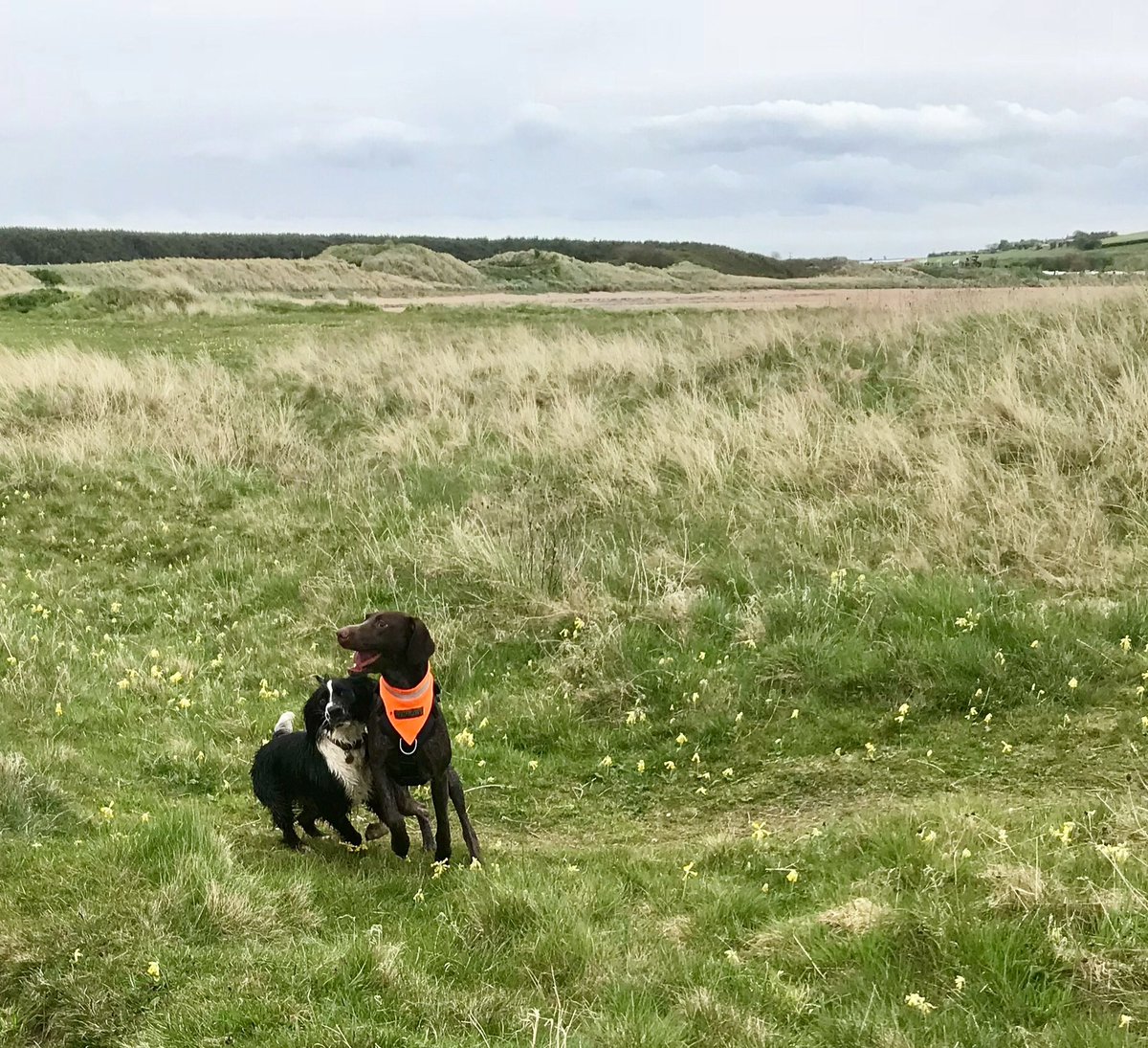 *flops into basket* Well that was fun! I was allowed offlead zoomies with a new furpal at the beach today, we ran and played for ages in the dunes 😃