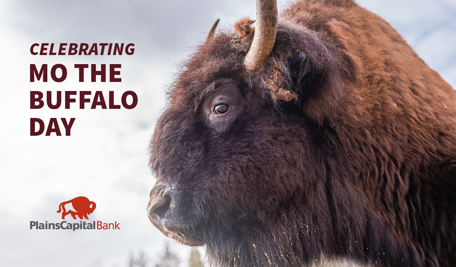 PlainsCapital Bank on Twitter: "Happy Mo The Buffalo Day! We love our mascot Mo so much that we an entire day to him! Two years ago today, the North American Buffalo