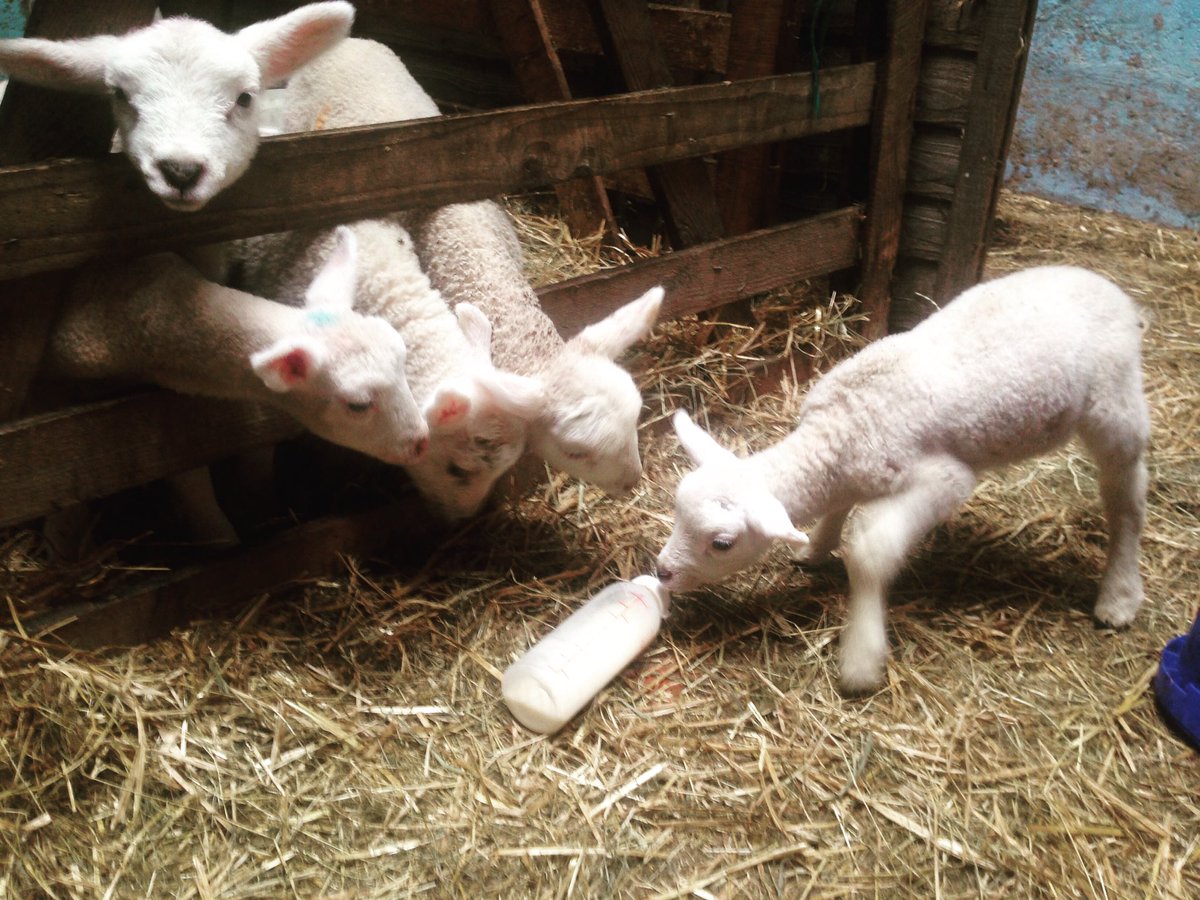 ManorFarm15's tweet photo. Feeding time chaos! #petlambs #sheep365 #sheepoftheweek https://t.co/hcPoW1SxvV