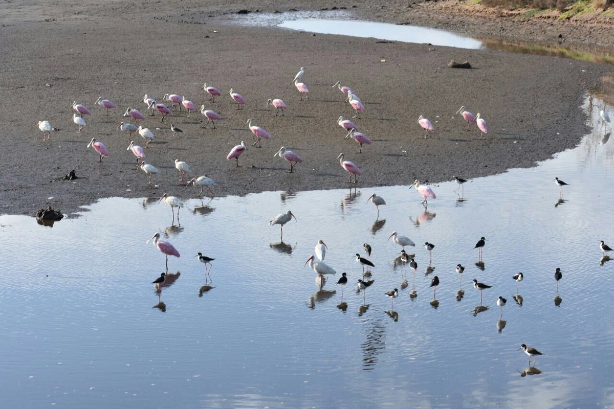 ALEXDELMAZO's tweet photo. En el #ÁreaNaturalProtegida Meseta de Cacaxtla hemos registrado 308 especies de aves, lo que corresponde al 65.7% del total de especies registradas en Sinaloa. https://t.co/BZmKAPTq34