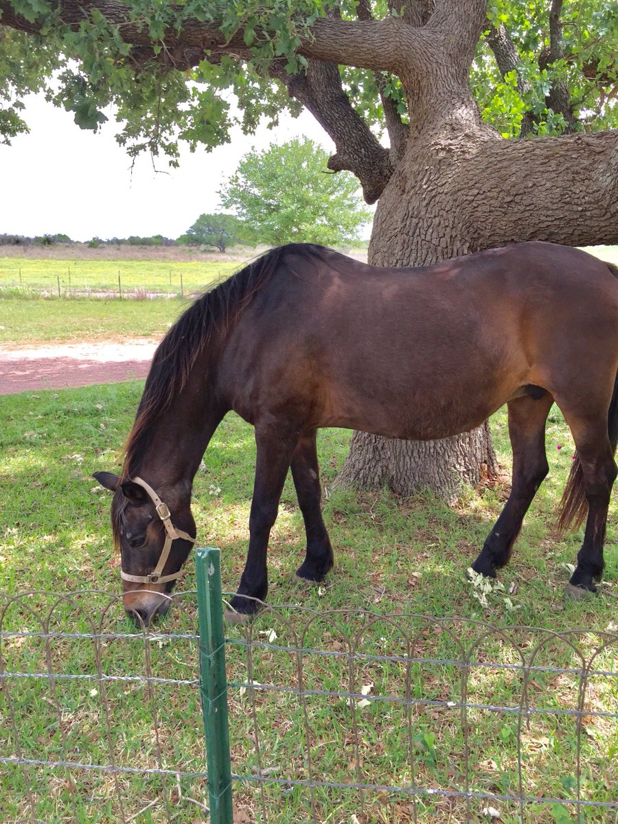 When you donate to our #HelpAHorse campaign, you help formerly neglected and abused horses undergo amazing transformations!

Donate:  paypal.com/cgi-bin/webscr…