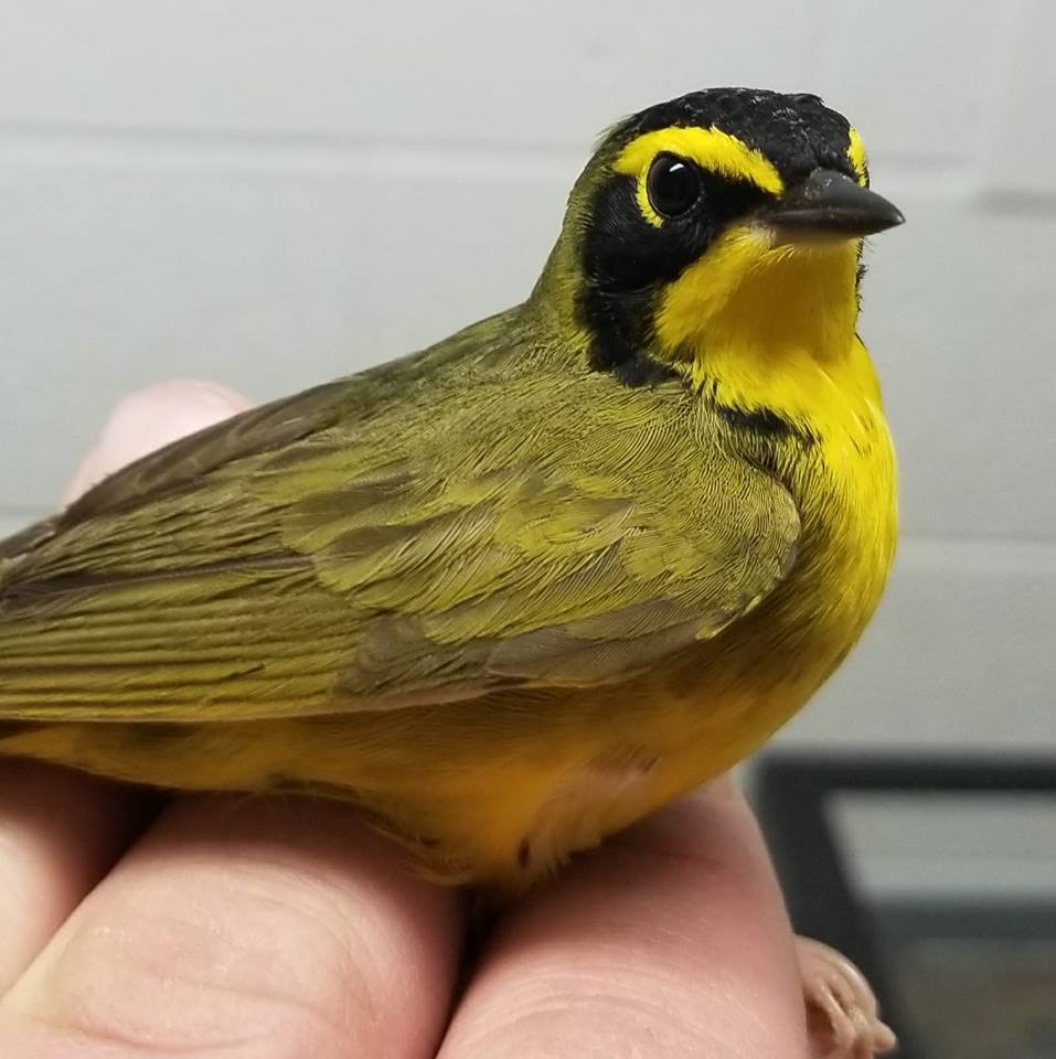 This #KentuckyWarbler was treated and released after suffering a window strike downtown. Kentucky Warblers are rare in Northeast Ohio, as they are commonly found in deciduous forests of the southeastern U.S. Thank you #LightsOutCleveland for your hard work!