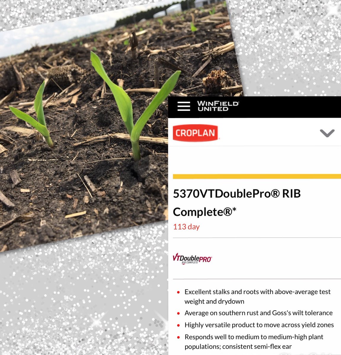 CroplanNIL's tweet photo. Show us your emergence with #CroplanCropUp !  Here’s one of #Croplan 5370 Looking Good! #plant18 #spring18 🌽 https://t.co/AU6pNXTdC1