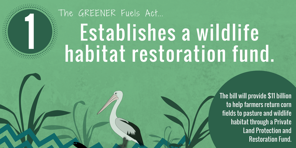 jamiesharkangel's tweet photo. @RepJeffries I know you stand for wildlife, water and natural lands. Please cosponsor the #GREENERFuels Act. Lets reduce the demand for corn production that threatens wildlife habitat and degrades water quality @EcoFuelNWF @EPWDems #betterbiofuels https://t.co/BG28gLLFAA