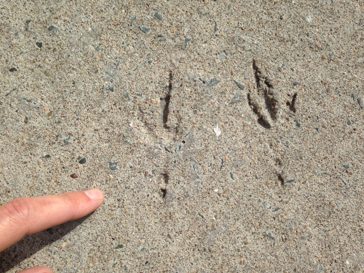 tim_fedak's tweet image. Pigeon or Crow - #urbanFossil at 5298 Prince Street at Barrington, #Halifax