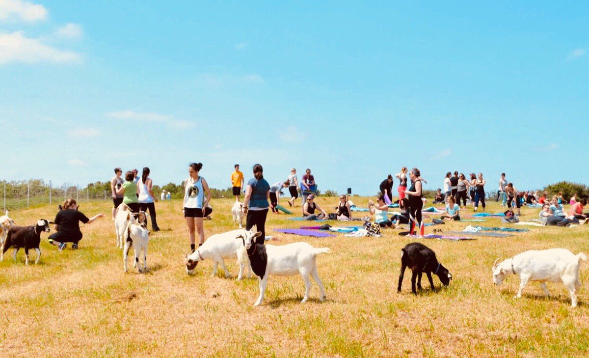 RysTshirts's tweet photo. NamastHay Goat Yoga of Pittsburgh. Where the grass is always greener! Get your own NamastHay logo tee today at https://t.co/FW5Wrx337d 
#yogaeverydamnday #yoga #namaste #yogi #yogini  #yogajourney #yogaaddict #follow #yogastrong #wellness #wanderlust #pittsburgh #yoga #goatyoga https://t.co/yv6pwllaX3