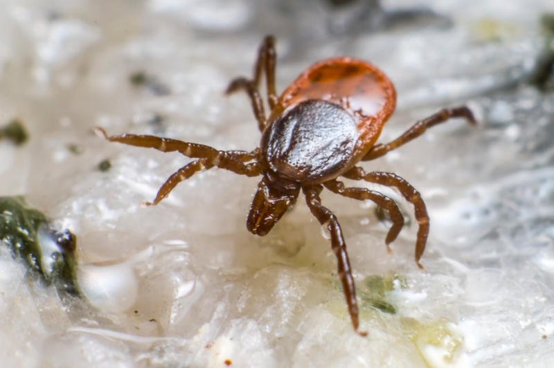 LISTEN: Understanding The Growing Risk Of Lyme And Other Tick-Borne Diseases dlvr.it/QSKFyM https://t.co/ciZOJR2HQq