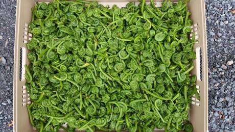 Islanders warned not to eat fiddleheads from N.B. flood zones ift.tt/2jP1kq1 #pei