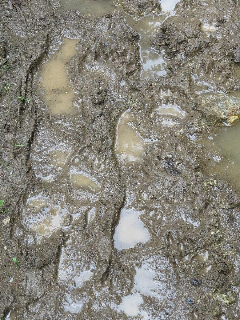 Finding the tracks of adult bears can sometimes be hard as they seem to avoid stepping in mud; bear cubs however behave more like human children and seem to enjoy deliberately stomping through muddy puddles!