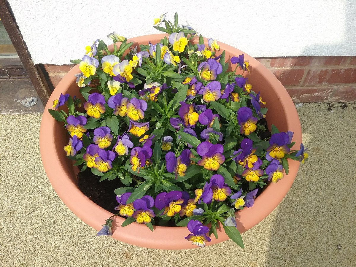 Brunswick Ward tweet media