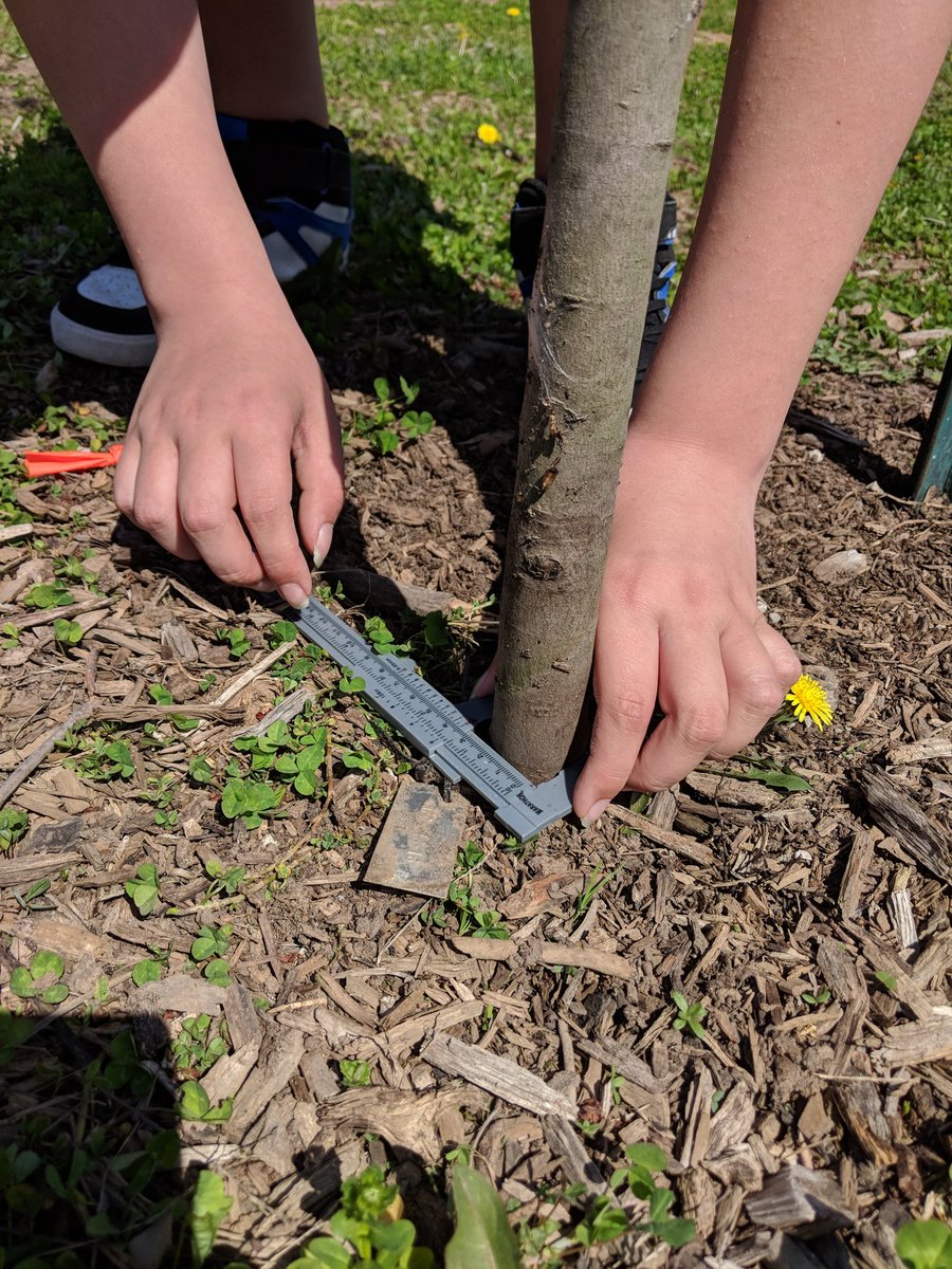 msjaceyjones's tweet photo. Learning how to use a vernier caliper and measuring tape to collect data on the trees we planted in 2016 with @MsHanmer and @AcerEducation #Planting4Change https://t.co/OpDrcaq3LY