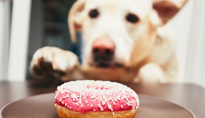 VirtuaServe's tweet image. Your tasty data is just too tempting for some to resist! As recent events have proved, you can't always trust another company to handle your corporate or personal data. All our apps are pre-installed on YOUR server and so that's where all your data stays too.