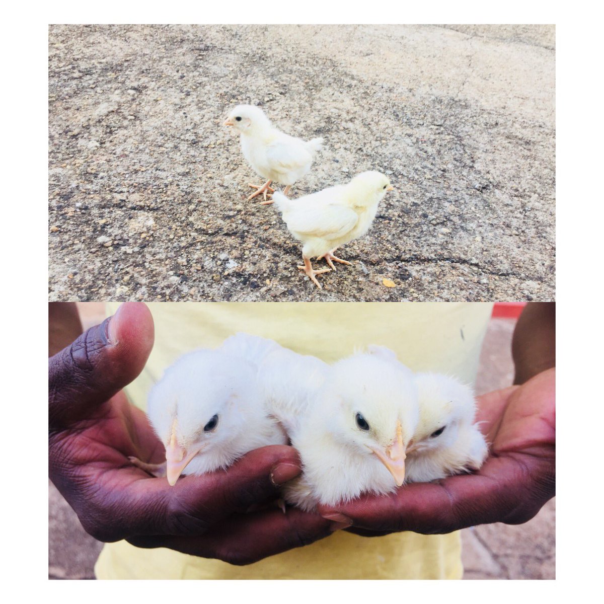OratengNtsime's tweet photo. 🐥

Hyphive Productions (Pty) Ltd

#agriculture #youthInAgriculture #chicken #poultry #agritech #agripreneur #Layers #SouthAfrica #livestock #farming #LandIsDignity #eggs #boiler #blackfarmer  #entrepreneur  #Rustenburg #farmers #Moruleng #chicks https://t.co/YghjC8vtx8