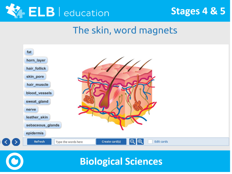 elbeducation's tweet photo. Recognise and identify the parts of our skin using a variety of interactive activities. This Prowise Presenter resource works on any teaching projector or display. Don't have Presenter? Don't worry, click the link to create a free account. https://t.co/6xkpIOqlUF https://t.co/lERWUnM3lE