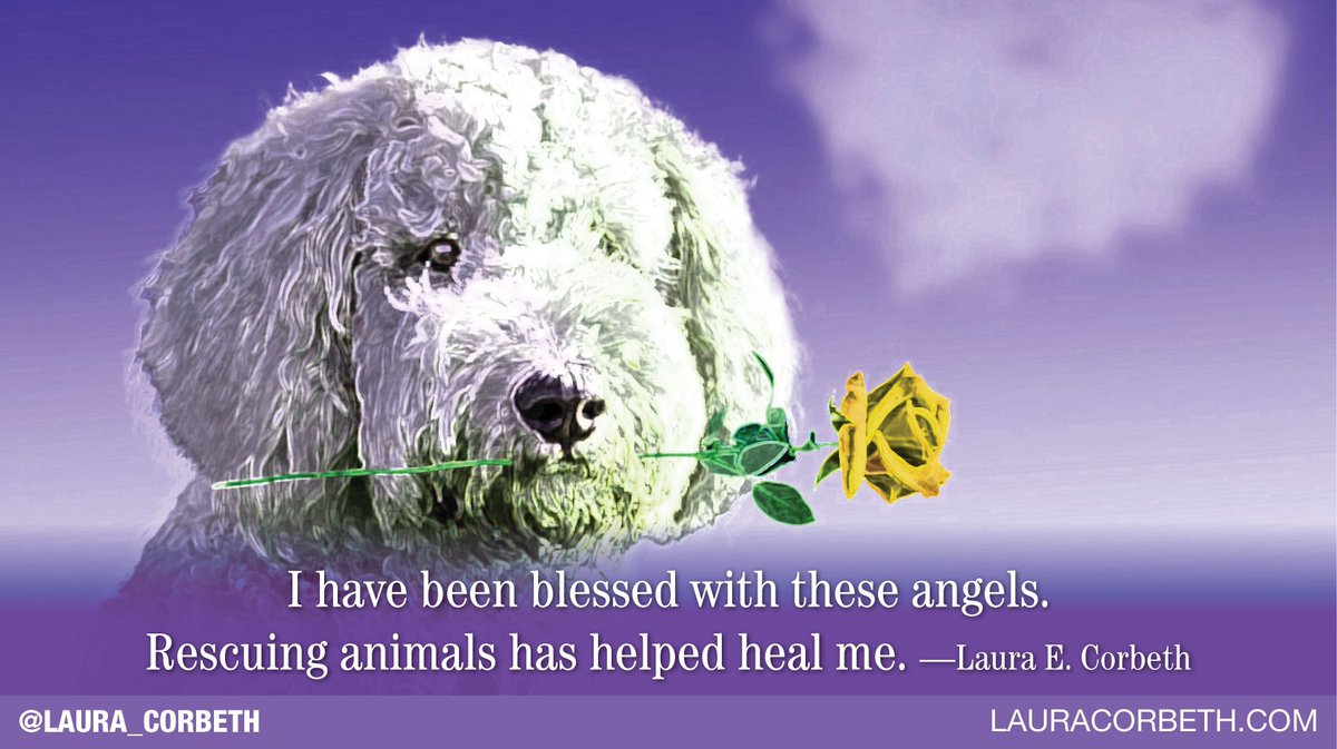 laura_corbeth's tweet photo. ๐Some angels have fur.
Four paws.
Round noses.
And unconditional love.
๐Thank God for my #angelanimals in my life.
#Rescuedog
#Rescuecats
#Blackcats
#loveanimals
#animals
#adoptdontshop
#MentalHealthMatters
@RespectYourself https://t.co/ucYoWec6T0