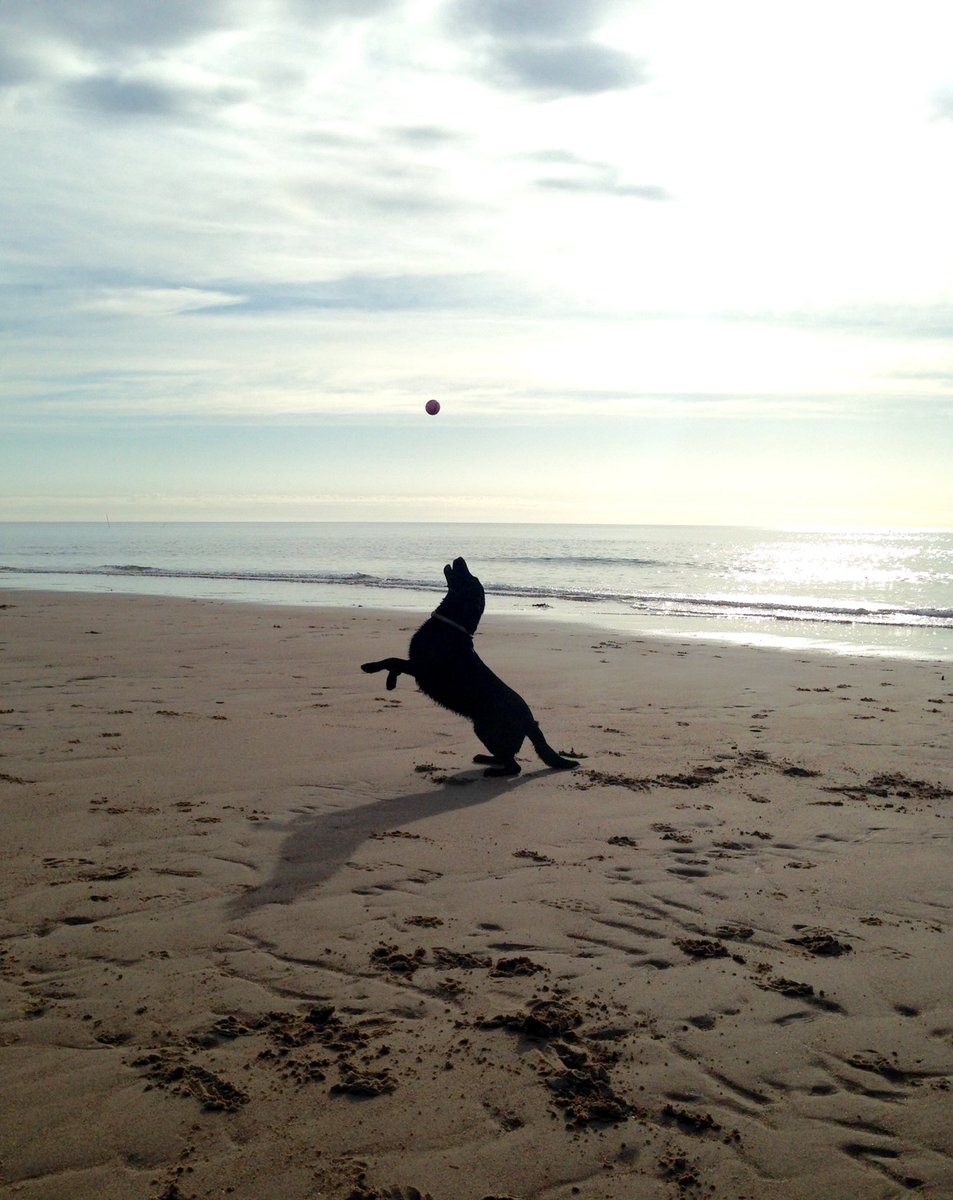 mtsportraits's tweet photo. Maggie in spectacular form on the beach this morning. #blacklabrador #Labrador #labraforretriever #dogsofttwitter #morning #beach #chill https://t.co/XCPSIoIMNg