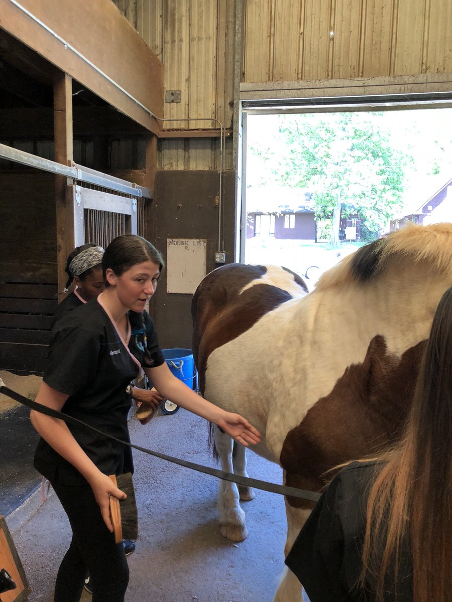 MTC_VetScience's tweet image. Peer teaching Equine Med