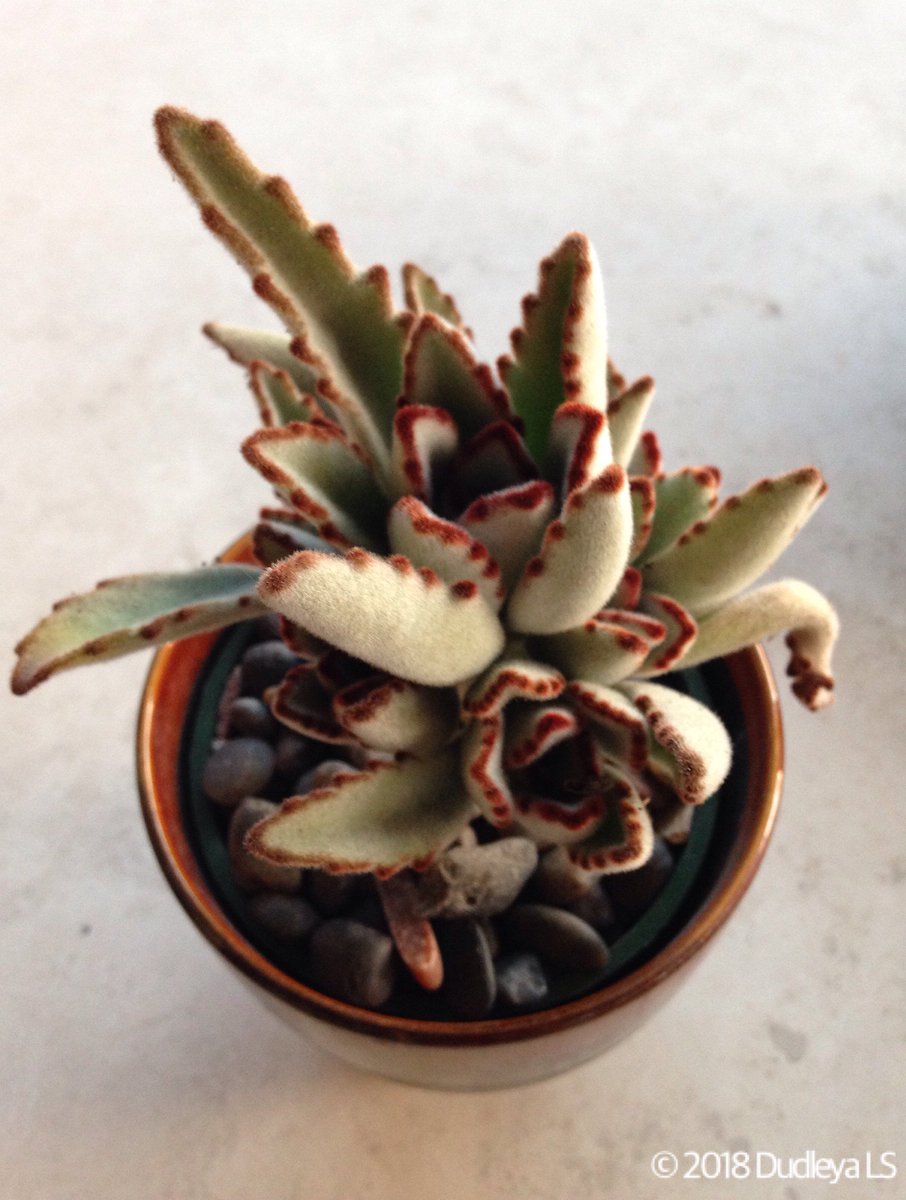OCDudleya's tweet photo. #Kalanchoe #tomentosa 'Panda,' love the fuzzy gray-green leaves and dark spots on the leaf margins. Very forgiving if you forget to give it a drink. Newport Beach, May, 2018. #succulents #succulentContainers #Madagascar #pottedSucculents #pandaPlant https://t.co/gq21hwRJEV