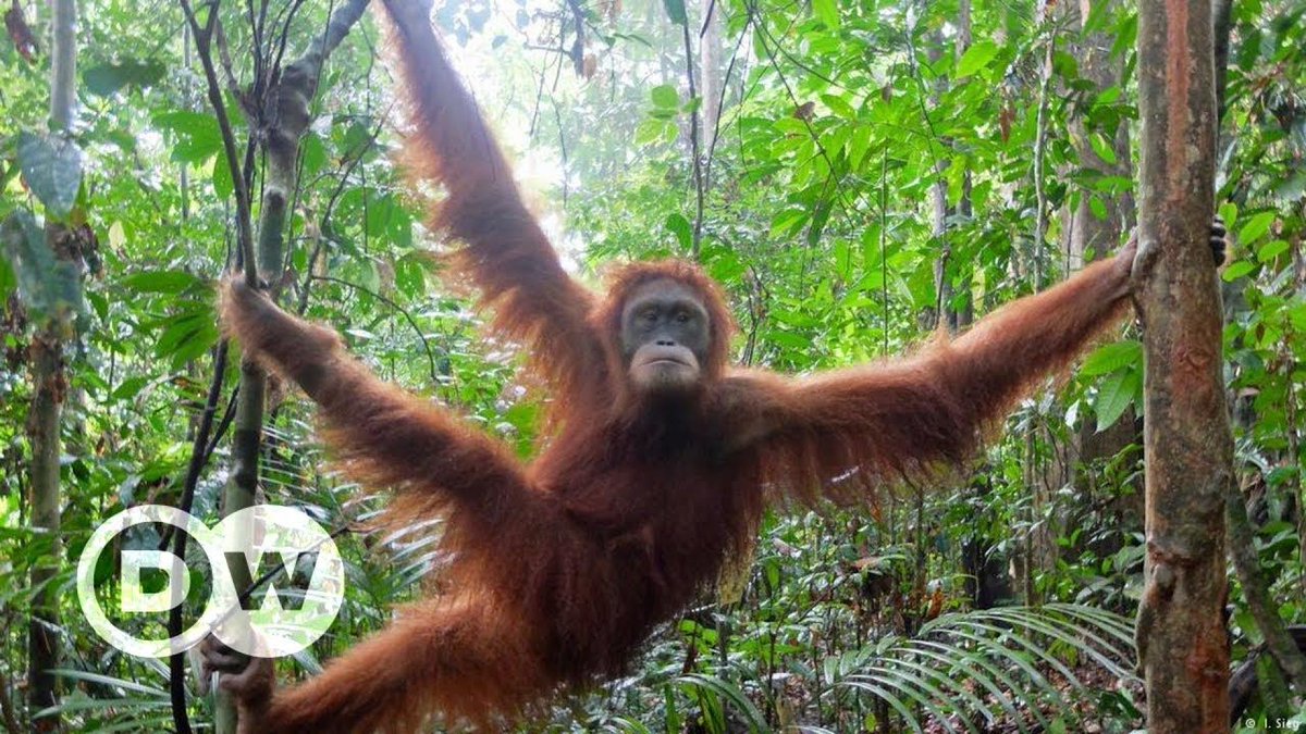 reisen_begegnen's tweet photo. Der Lebensraum der Orang-Utans im Regenwald #Sumatras ist bedroht. Ein Projekt auf der Insel hat sich dem Schutz der Tiere gewidmet. https://t.co/HYxWS5vAuf Auf unserer Reise "Drei Inseln, ein Abenteuer" #Orangutans hautnah erleben!
https://t.co/OkLfsmWDWR https://t.co/cAxW33Kjde