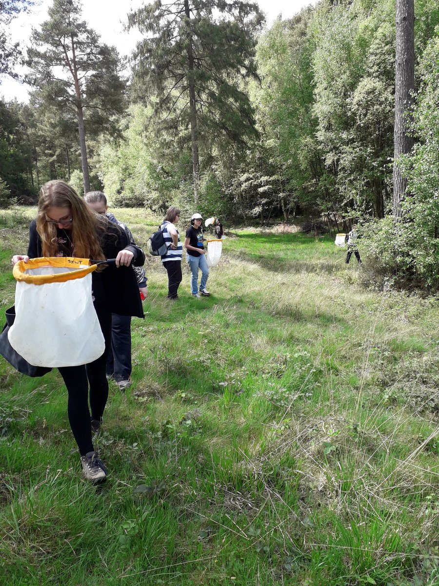 GGPWildlife's tweet photo. Gearing up for #mothursday. Today Youth Rangers honed their sweep netting skills chasing butterflies around #Tilgate Park. Amongst the Orange Tips, and Speckled Woods, we also found 2 colourful day flying moths; Green Carpet and Speckled Yellow #teammoth https://t.co/JtOBqDTkT6