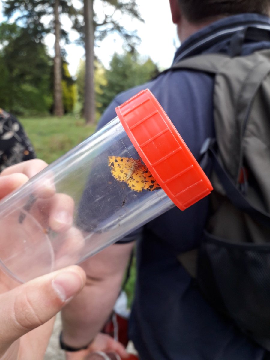 GGPWildlife's tweet photo. Gearing up for #mothursday. Today Youth Rangers honed their sweep netting skills chasing butterflies around #Tilgate Park. Amongst the Orange Tips, and Speckled Woods, we also found 2 colourful day flying moths; Green Carpet and Speckled Yellow #teammoth https://t.co/JtOBqDTkT6