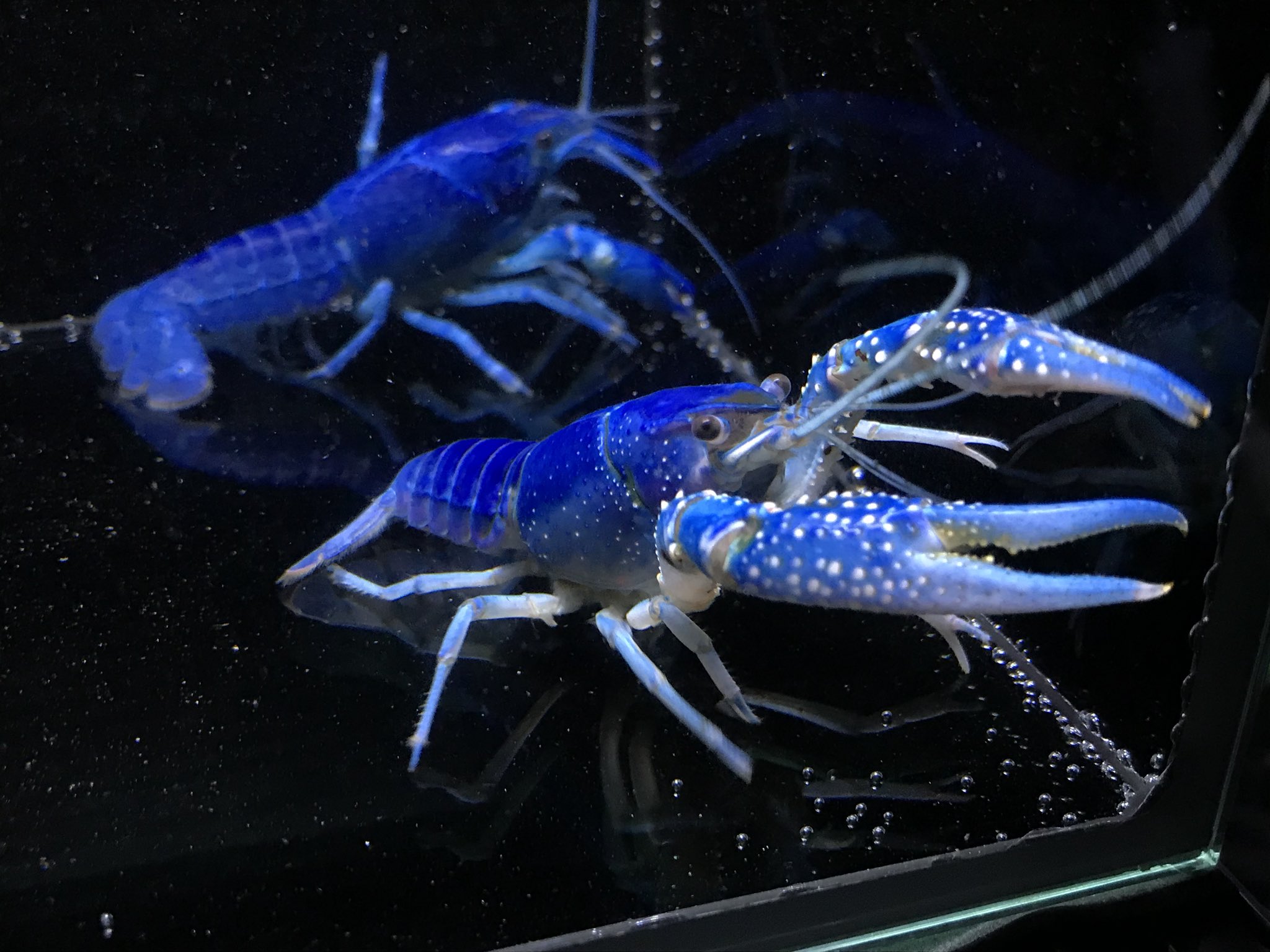 癒乃 さえり Ff外からすいません ウチの子たちです 全部アメリカザリガニ です 1枚目はキメラで縦半分で 色が違う突然変異ですが 2 コバルトクラーキー 3 スーパーレッド 4 タイゴースト です Twitterやヤフオク