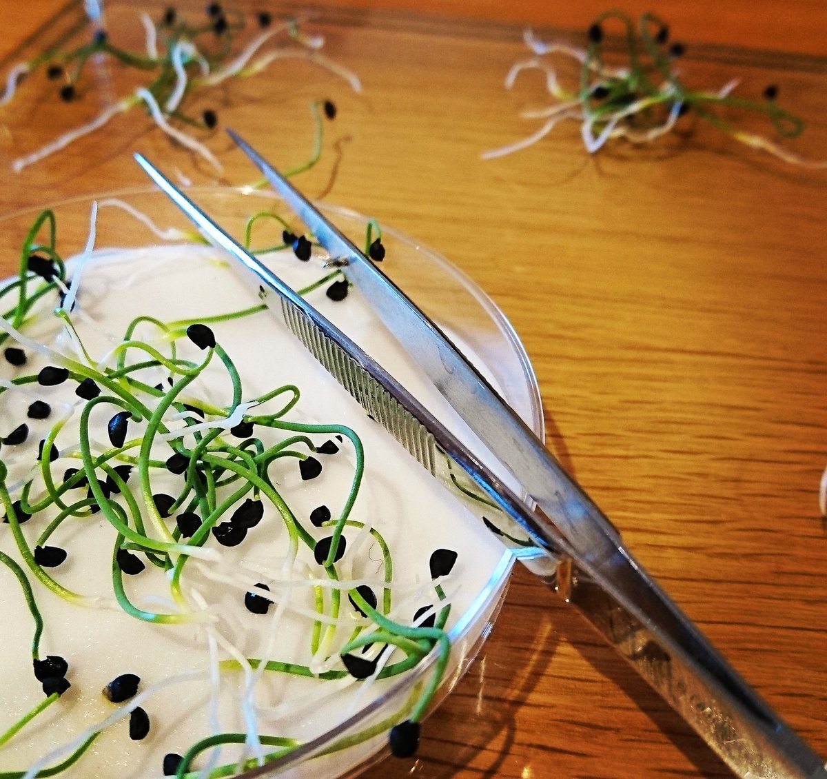 freetobimble's tweet photo. We got to learn first hand just how #fiddly and important #germination testing is! @seedcoop #seed #seedfarm #freetobimble #nomadicvolunteers #organic https://t.co/wJosAMsstb