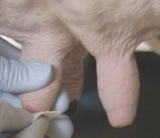 Did you know the three most common infectious causes of teat skin disease are the viral conditions?

1) Bovine Herpes Mammillitis

2) Teat warts

3) Pseudocowpox

To read more about teat health, click the link to read the fact sheet.

xlvets.co.uk/sites/default/…