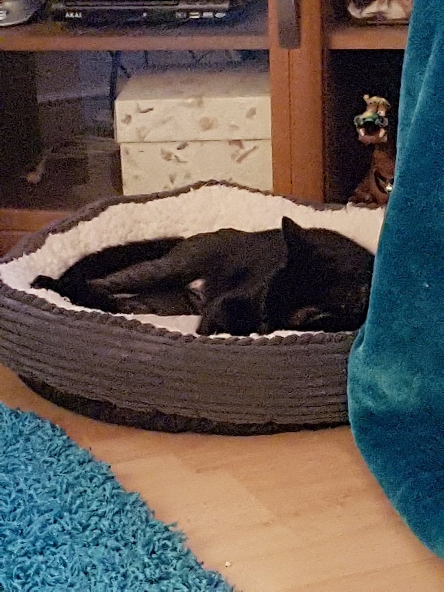 LucifurLast's tweet image. Mums got a new phone, ive had to help her set up the Twitter, she&apos;s rubbish at tech, lucky I&apos;m such a helpful kitty #TechKitty #Meow #panfursquad #blackcats #catsoftwitter #blackcatsrule