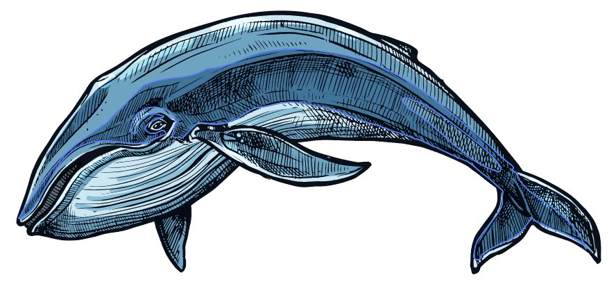 _TheFishery's tweet photo. Whale Hello There!  - https://t.co/usV8VZFuHw https://t.co/hBgGbpGFwA