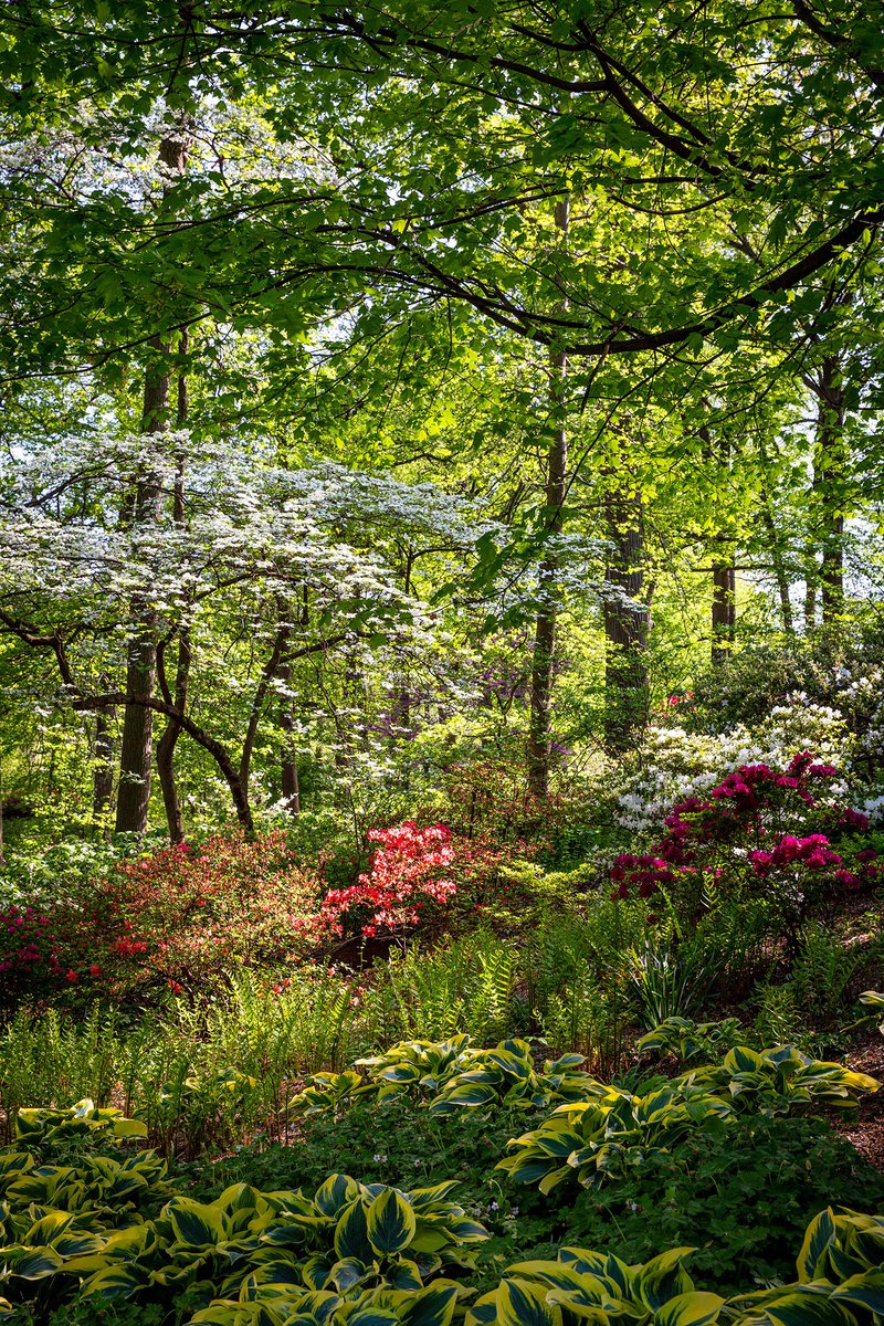 In the Azalea Garden, the leafy green hostas form a sort of pedestal of foliage for flowering beauty. 🌿🍃🌱