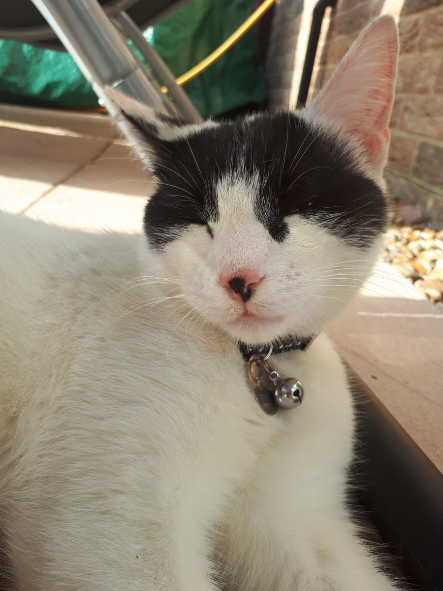 gemmac2404's tweet image. Cant understand why people hate cats when they can be so cute (I duno who's cat this is but it's come to my garden loads and now I've made friends with it)