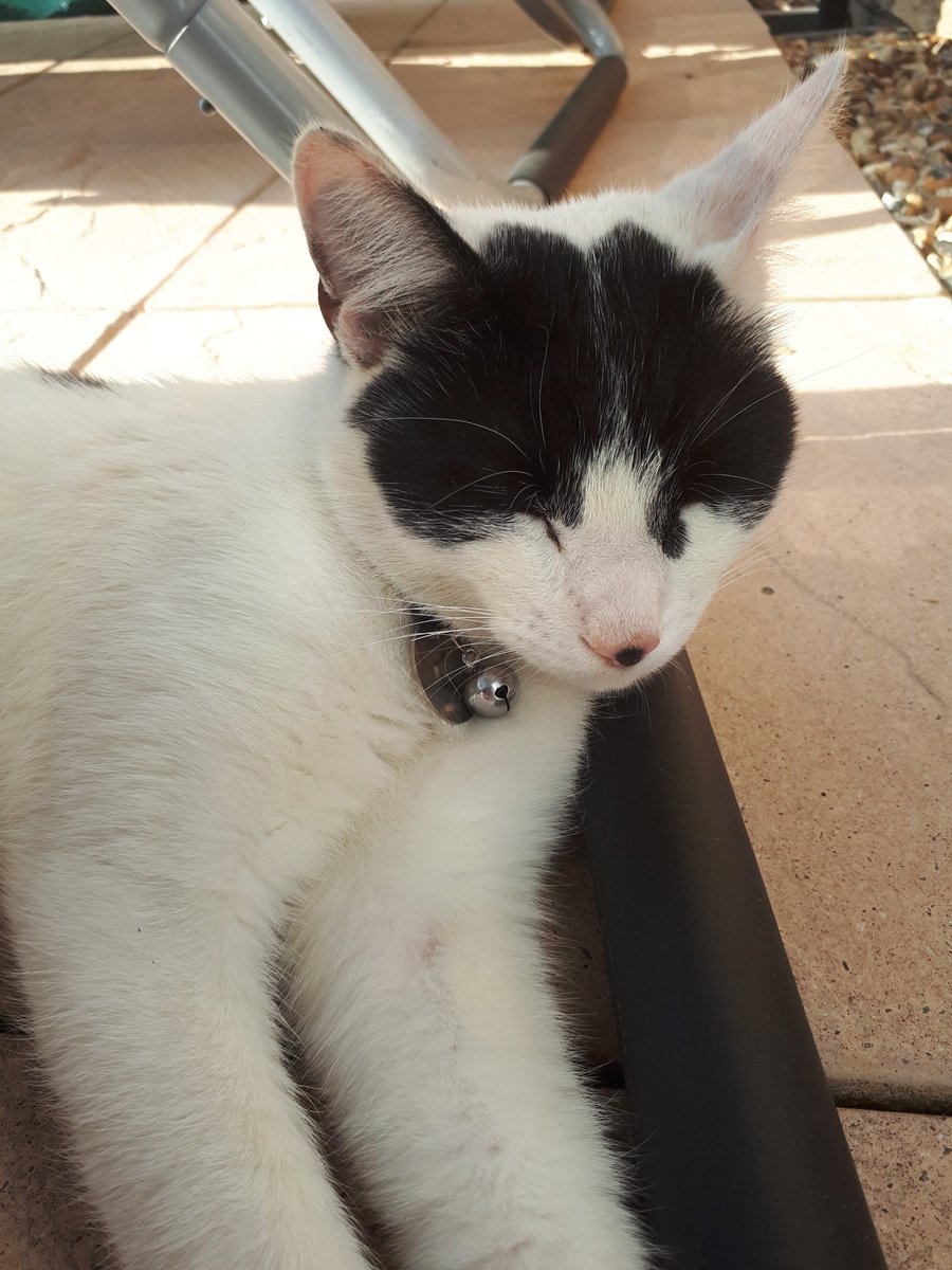 gemmac2404's tweet image. Cant understand why people hate cats when they can be so cute (I duno who's cat this is but it's come to my garden loads and now I've made friends with it)