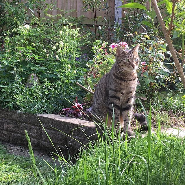 DoodlePopDesign's tweet photo. Our kitty Smudge is loving this warmer weather! 🌞🐈🌸
#cats #catsofinstagram #catstagram #lovemycat #catingarden #mygardentoday #lovelyday #tabbycat #catsandgardens #lovecatsandgardens #may2018 #springtime #doodlepopdesigns https://t.co/sPUet1kjIv https://t.co/WSHHY80A3p