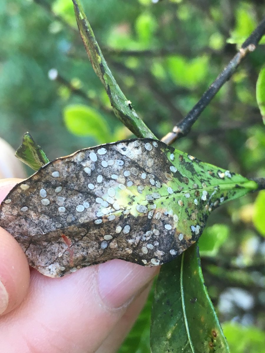 Not sure if White Flies are on your Gardenias or not? Rub your hand over the leaves of the plant, ruffling the leaves; if White Flies start fluttering out, you’ve got your answer! #shrubcare #insects #gardenia