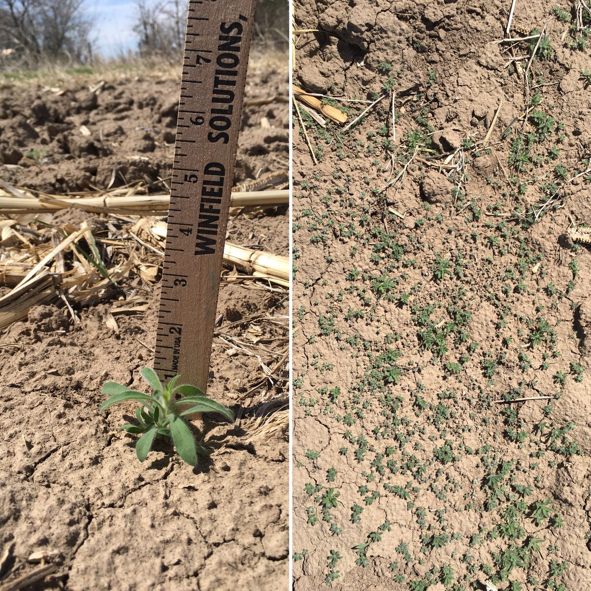 msimsW900L's tweet photo. Watch those Kochia, they can sneak up on you fast. Keep them at 2”< when applications. #WinFieldUnited #spraytiming #weedmanagement https://t.co/gVMC7fD8bx