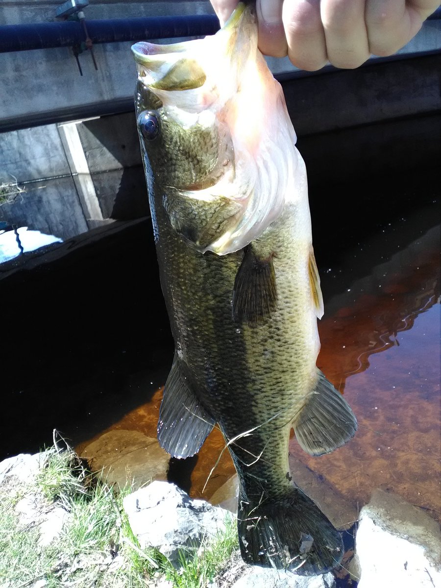 Then next 3 catches were #LargeMouthBass 🎣 then had to get home 😀
<a href="/Barfa_ganoush/">Jeff Signor</a> 
<a href="/BassCamo/">Bass Camo Apparel</a> 
@GloProLures 
<a href="/WolfPackFish/">Wolf Pack Fishing</a> 
<a href="/chewcoffeedip/">Cowboys Coffee Chew</a> 
<a href="/BamaOutdoors/">🅱🅰🅼🅰’🆂🔥🅾🆄🆃🅳🅾🅾🆁🆂</a> 
@Mom4ky191 
<a href="/OlHossVike/">🥎l' H⚾️SS 📚</a> 
<a href="/CanuckBassin/">CANUCK BASSIN</a> 
<a href="/BHOAdventures/">Turbo Buzz Lures</a> 
<a href="/BassFishnTips/">Bass Fishing Tips</a> 
<a href="/Ohio_Bass/">Team Coast</a> 
<a href="/Man_I_Fish/">Mr. Bank Yanker</a> 
@BassMerica 
<a href="/Bwilbs81/">pablo</a>