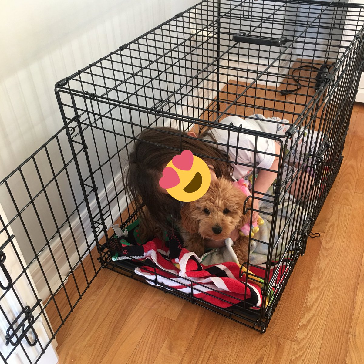 I like to snuggle with my humans. Good thing they’re small enough to fit in my bed! #minigoldendoodle #goldendoodle #puppy #puppylove